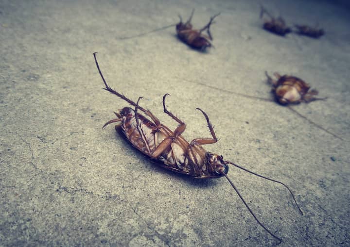 Columbia Pest Control Exterminators - Southern Pest Control Southern pest control va beach